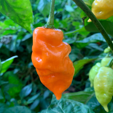 Habanada - Seeds - The Pepper Pantry (Formerly Marie Sharp's)